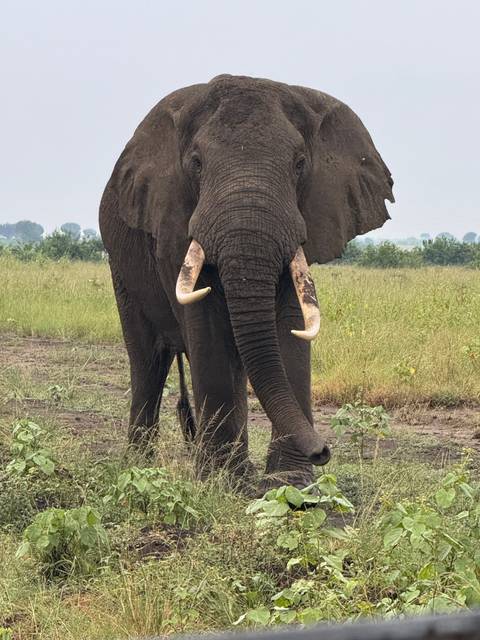       An elephant walking towards the camera.
  