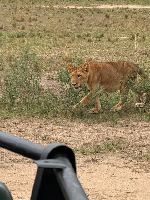       A lion cub playing in a grassy area.
  