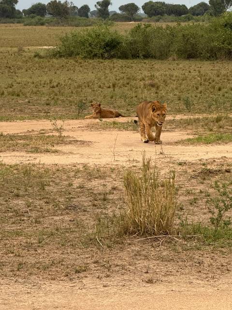       Two lion cubs lying in the grass.
  