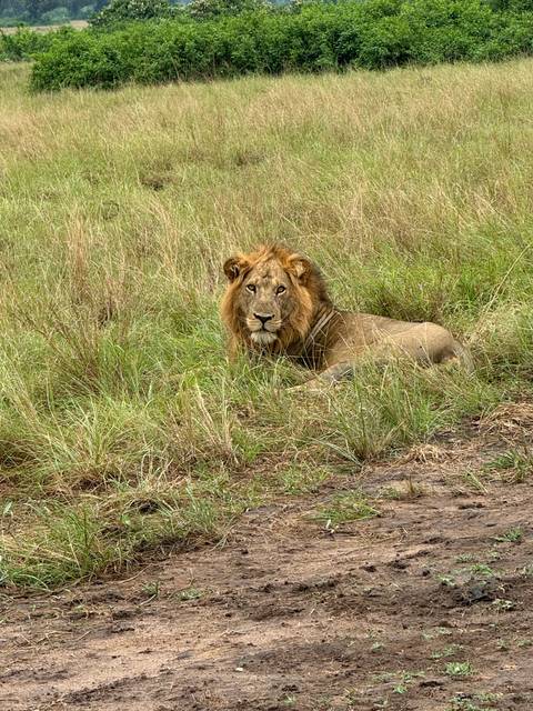       A lion lying in the grass, looking towards the camera.
  