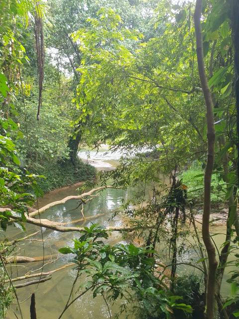 Dense greenery and a flowing stream, incorrect orientation.