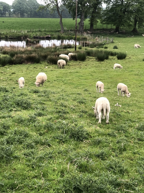 Sheep grazing on a green field.