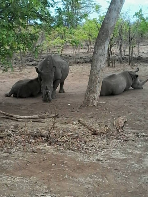 Klantbeoordelingsfoto van 4 Dagen Hwange en Victoria Watervallen Breakaway 