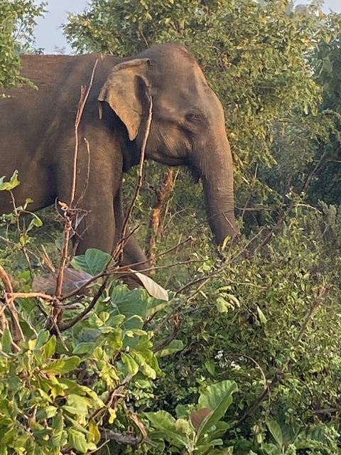 Partially visible elephant in a forested area