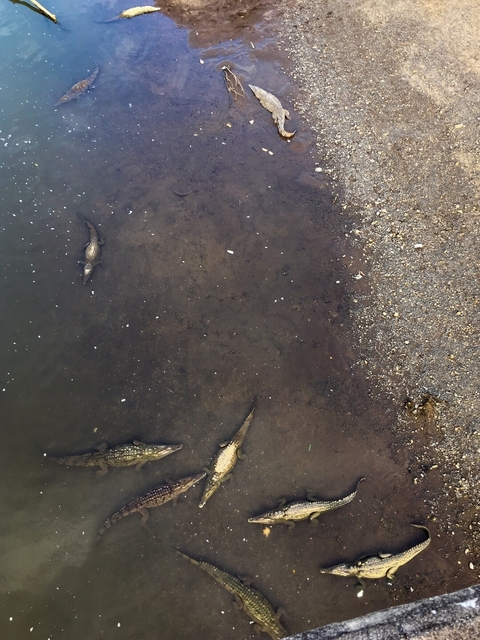 Crocodiles resting in a muddy riverbank.