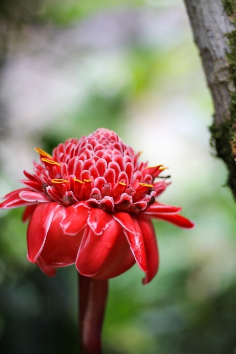 Close-up of a vibrant red flower.