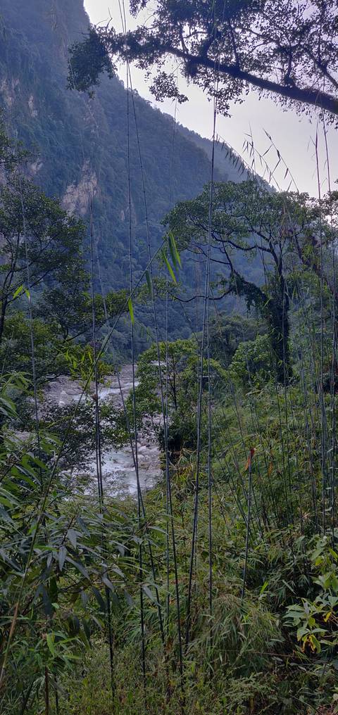 Lush green forest with trees and a small river
