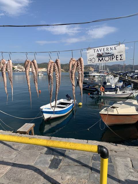       Octopuses hanging on a line by the sea with boats in the background.
  