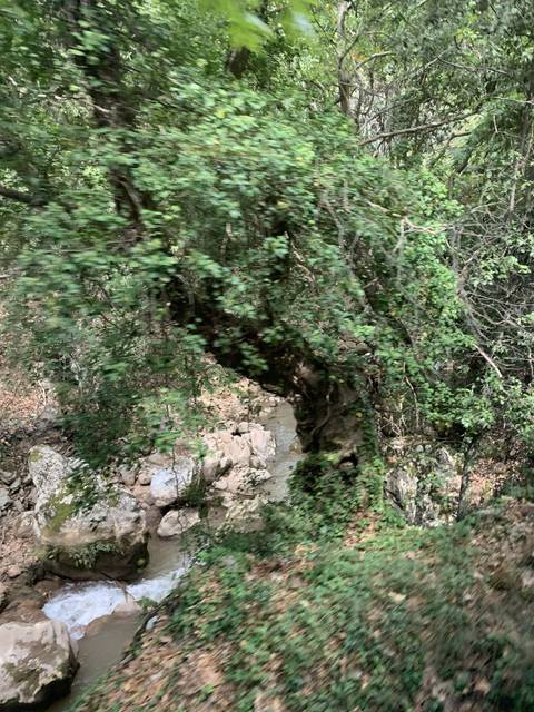       Blurred forest scene with rocks and greenery.
  