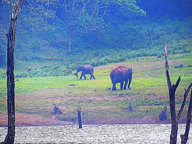       Elephants grazing in a misty forest landscape.
  