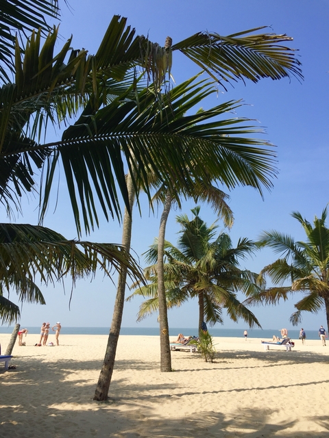       Palm trees under a clear blue sky.
  