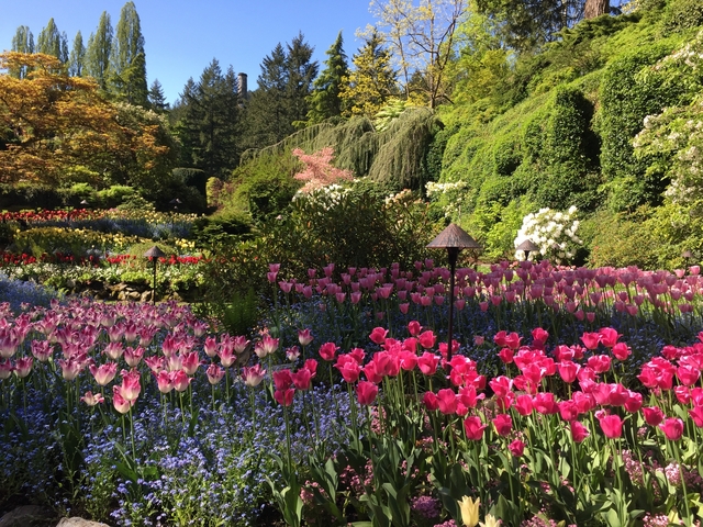 Beautiful garden with a variety of colorful flowers.