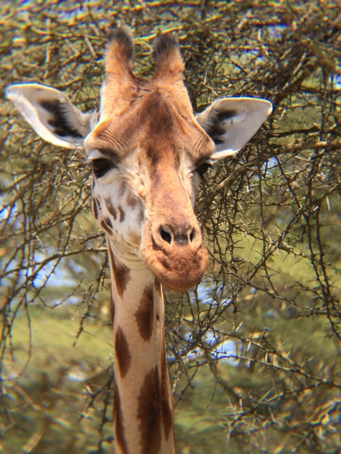       Close-up of a giraffe in a natural setting.
  