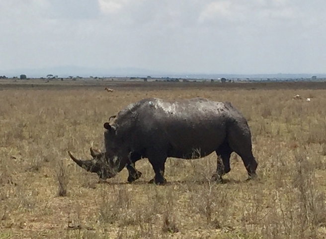       A rhinoceros walking in an open field.
  