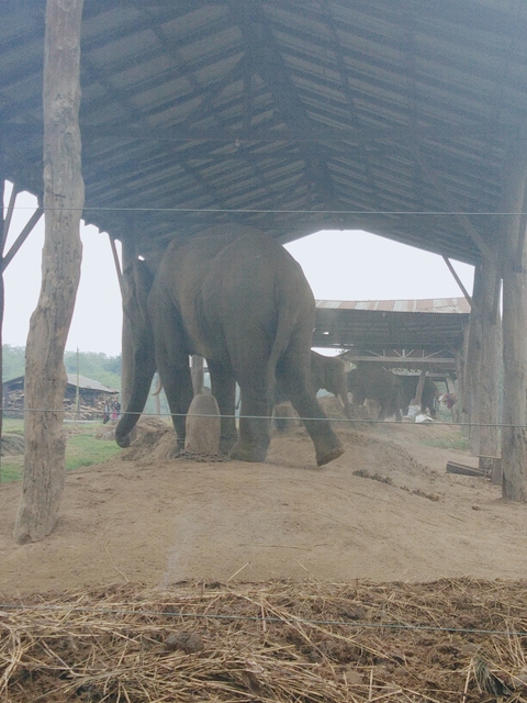 Elephants in a covered outdoor area.