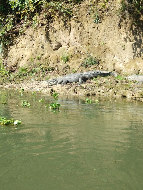 Crocodile resting by a riverbank in natural habitat.