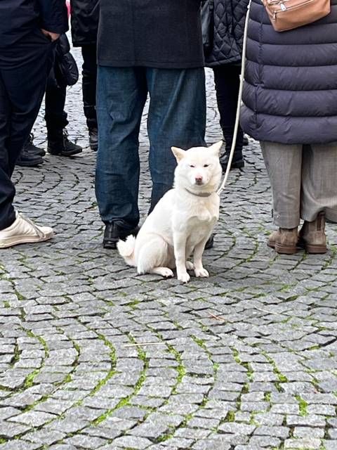       White dog sitting on a cobblestone path with people around
  