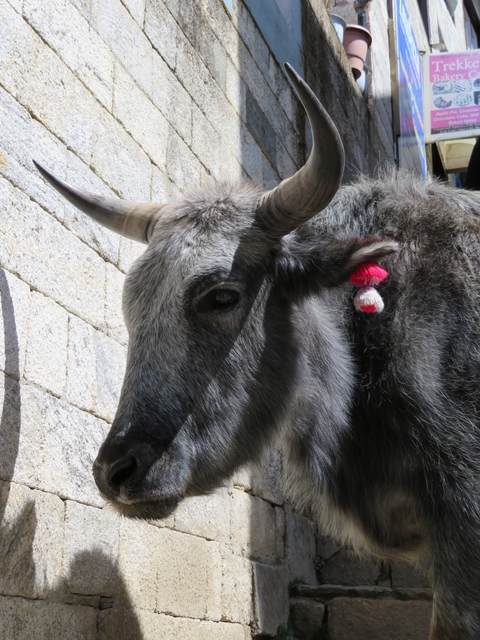 Close-up of an animal with horns wearing colorful decorations.