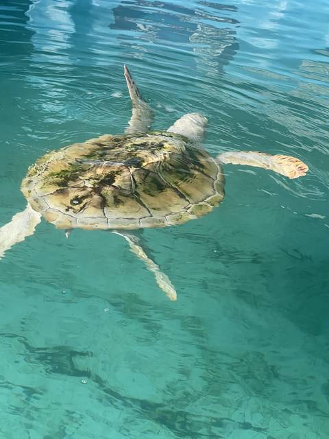 A sea turtle swimming in clear blue water.
