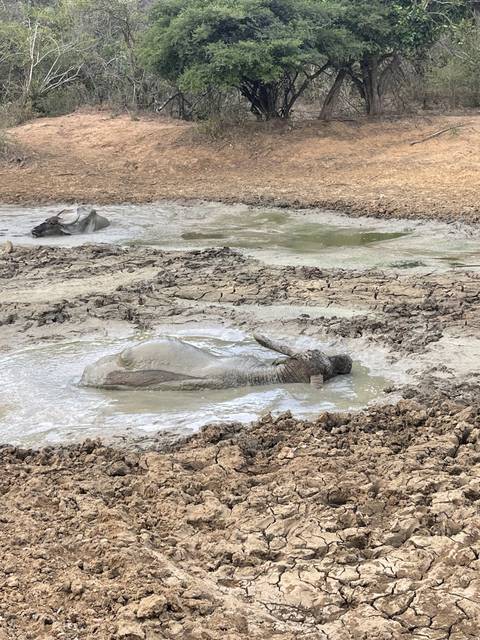 An elephant taking a mud bath in a scenic area.