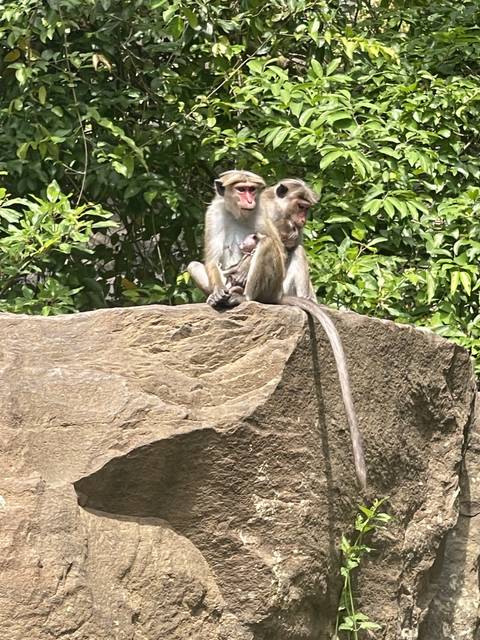 A family of monkeys on a rocky surface surrounded by greenery.