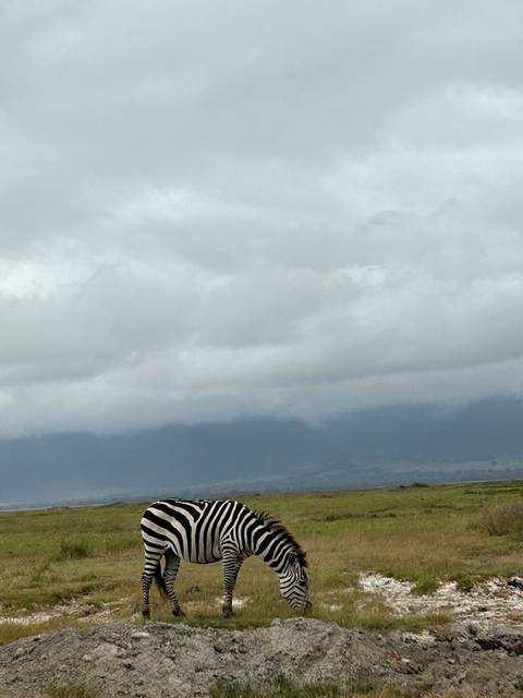 Zebra grazing in a grassland.
