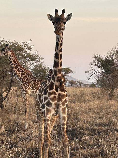 Giraffe standing in grassland.