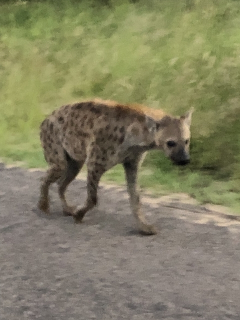Hyena walking on a road.