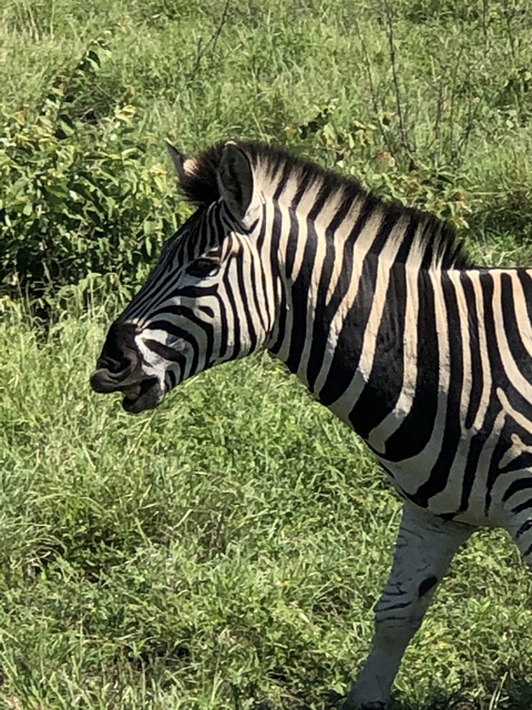       Close-up of a zebra with a green background.
  