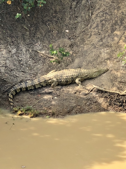      Crocodile resting on a sandy bank.
  