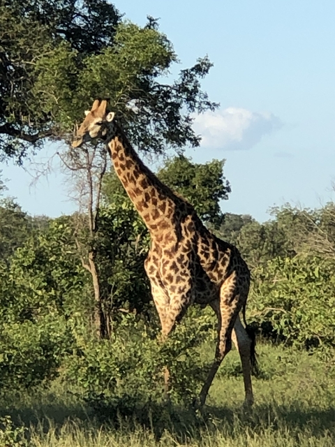       Giraffe walking in a natural environment.
  