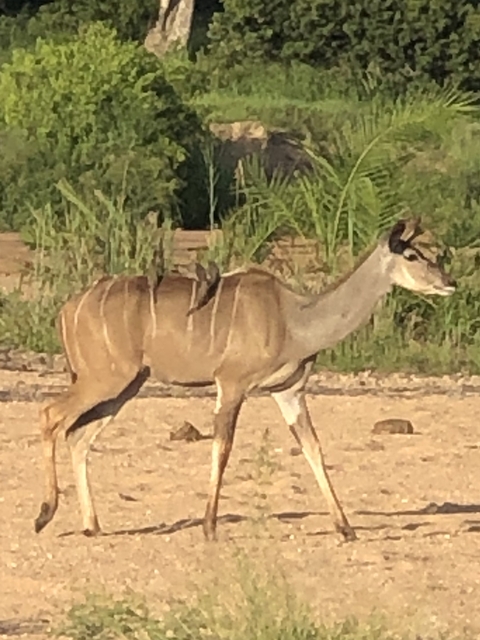       Kudu with birds on its back in a dry area.
  