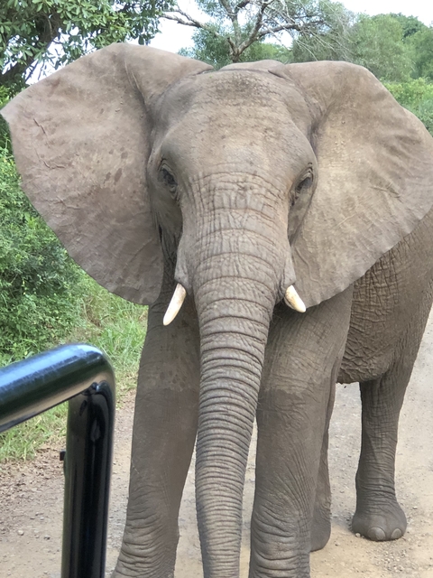       Elephant walking along a trail with its ears flared.
  