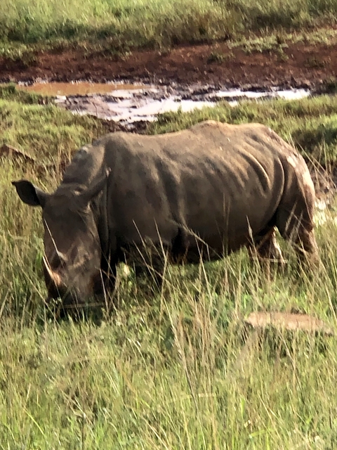       Blurry rhino in a grassy field during the day.
  