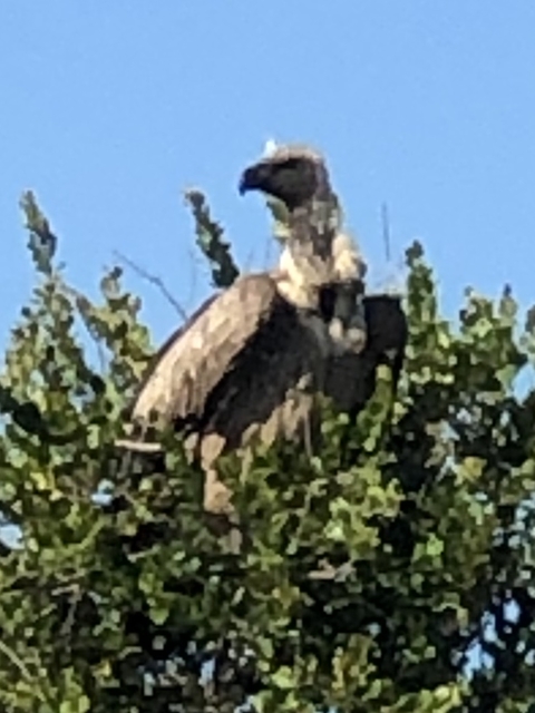       Photo d'avis client sur Safari au Kruger et aux Royaumes 
  