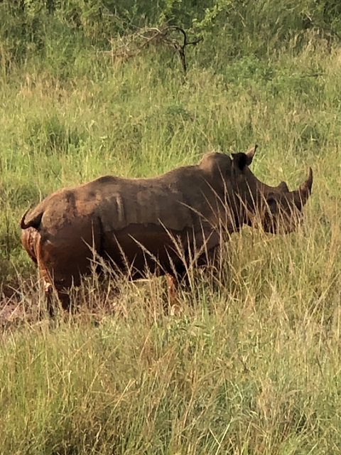       Rhino standing in tall grass during the day.
  