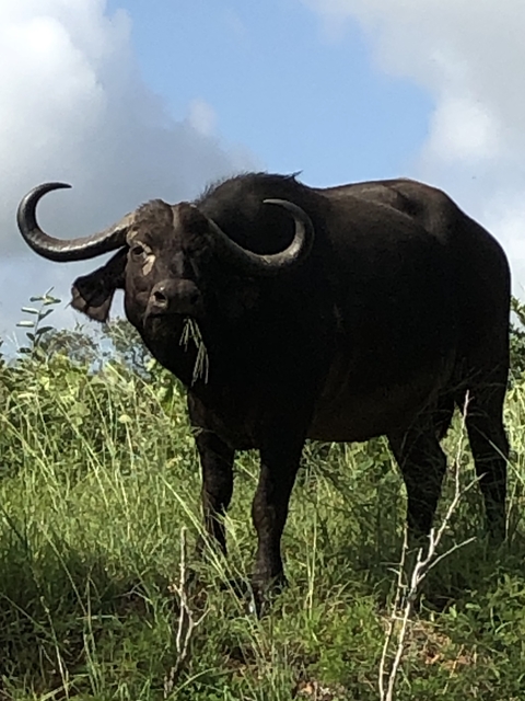       Buffalo grazing in a field.
  