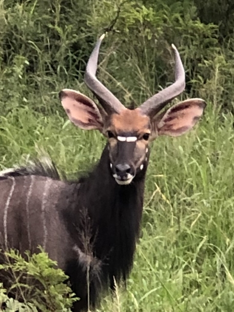       Photo d'avis client sur Safari au Kruger et aux Royaumes 
  