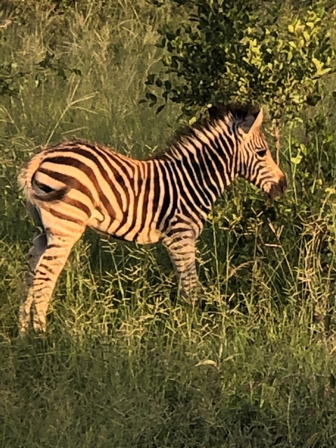       Zebra standing in a grassy field.
  
