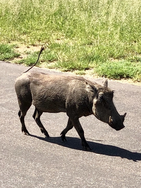       Warthog walking on a cement path.
  