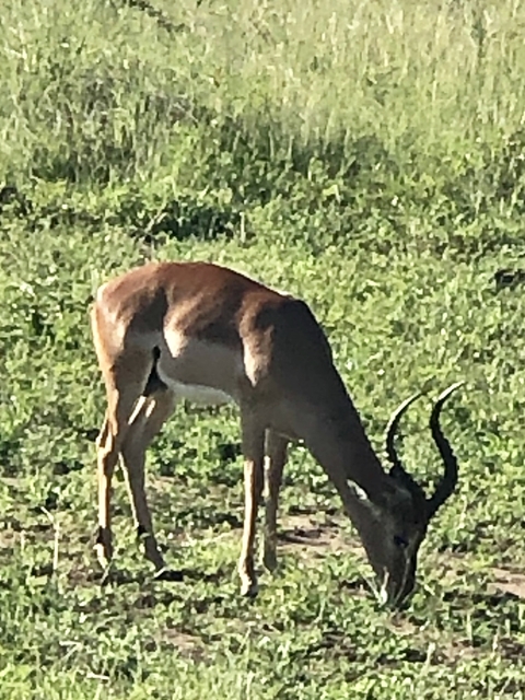       Impalas grazing in a green field.
  