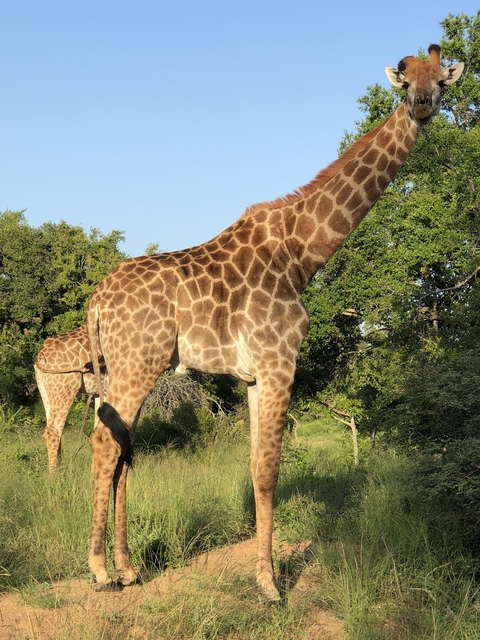      Giraffe standing in a field with another in the background.
  
