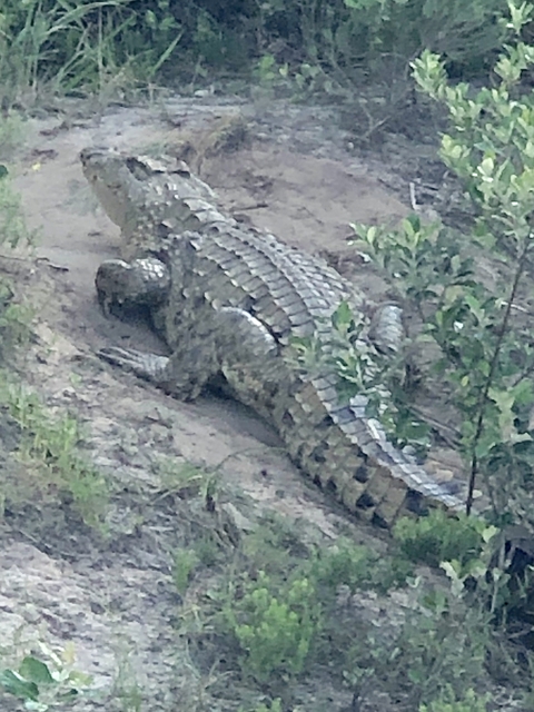       Crocodile lying on the ground with bushes around.
  