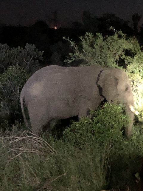       Blurry elephant in the bushes at night.
  