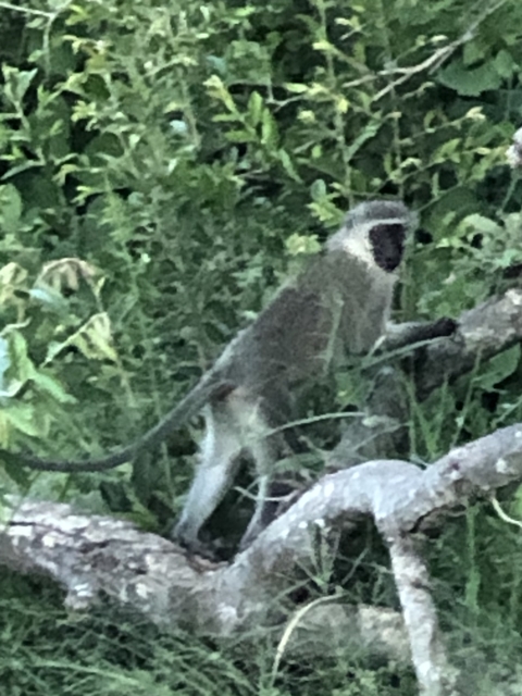       Blurred image of a monkey in the wild.
  