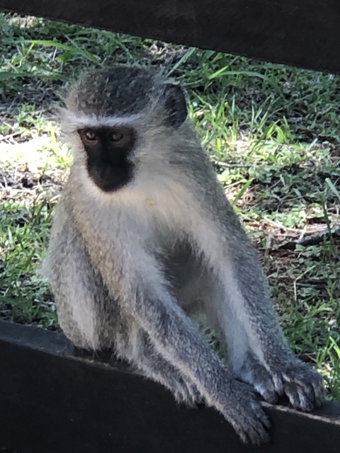       Close-up of a vervet monkey.
  
