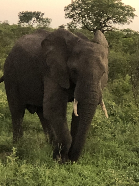       Elephant walking through vegetation with a dull sky.
  