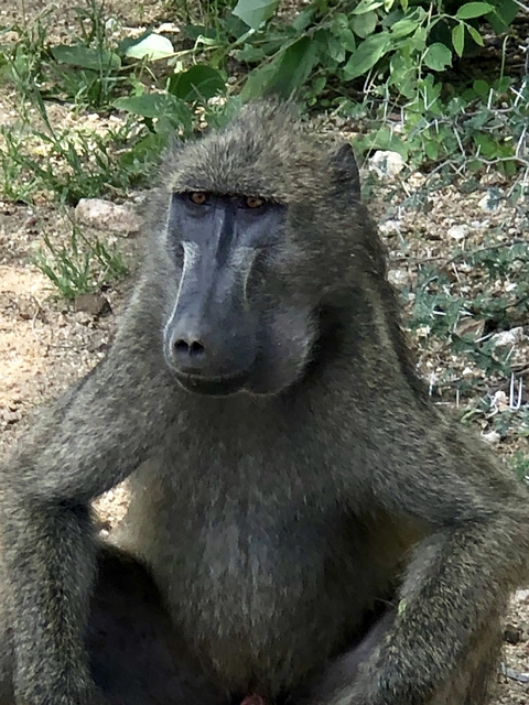 Close-up of a baboon sitting.