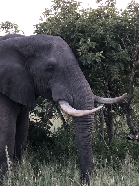       Close-up of an elephant with large tusks near foliage.
  