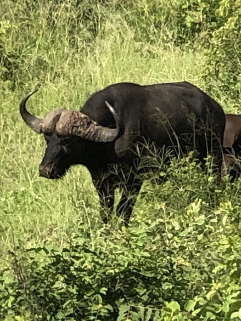       Close-up of a buffalo in grass.
  